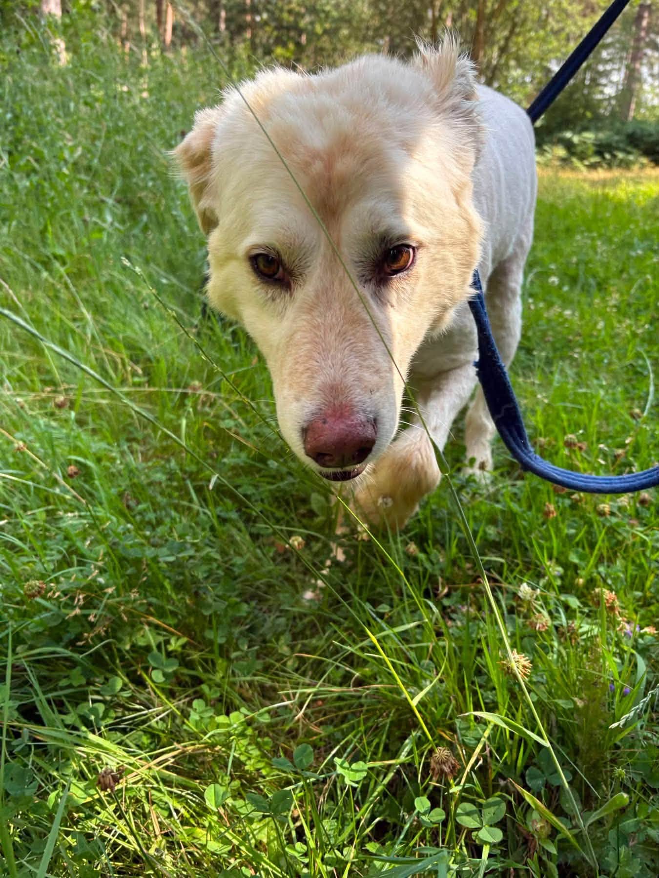 Charlie - Image 5