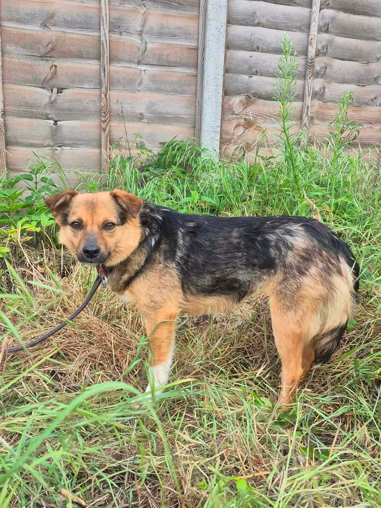 Mandy - Image 8