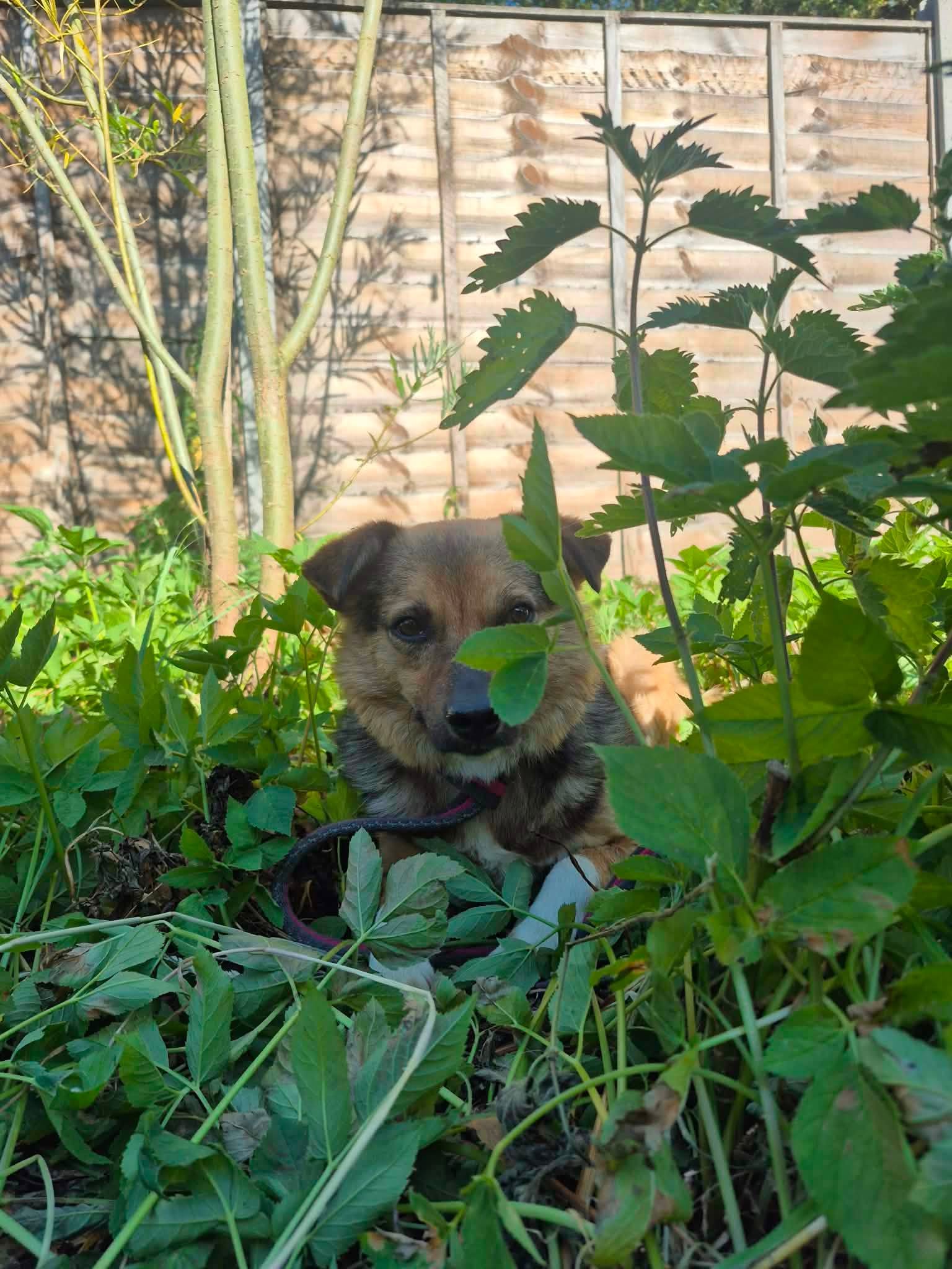 Mandy - Image 6