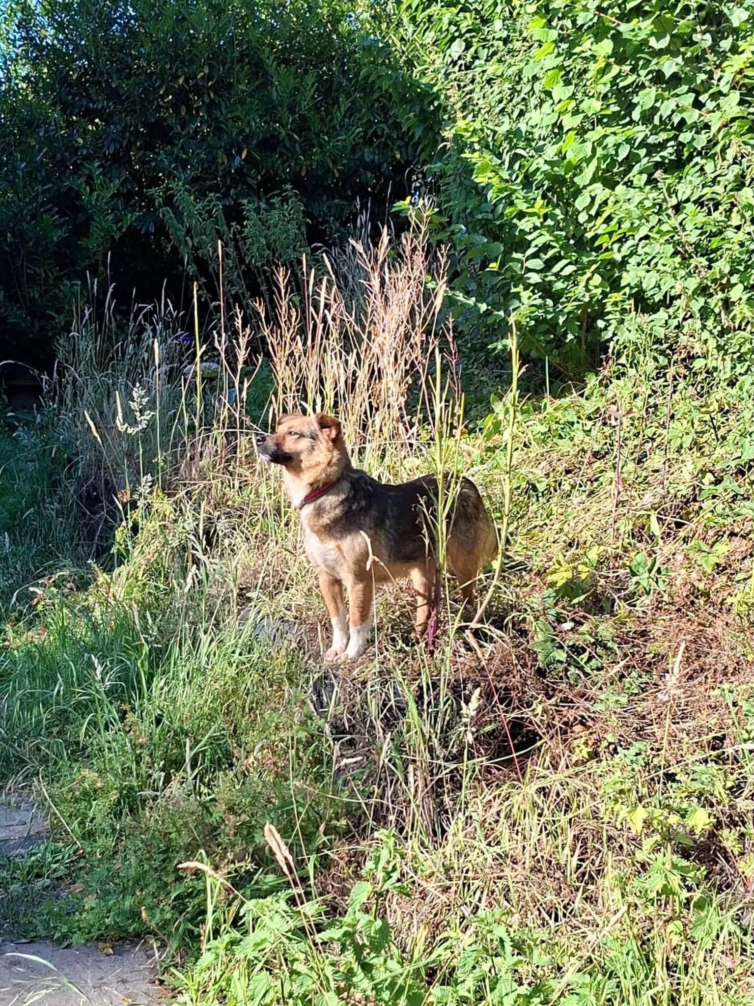 Mandy - Image 4