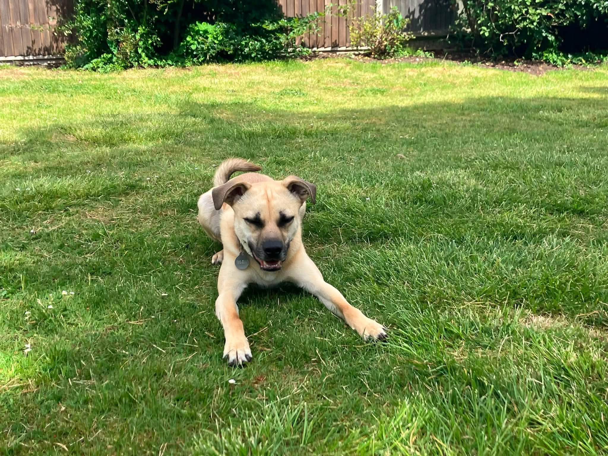 Rocco - Image 6