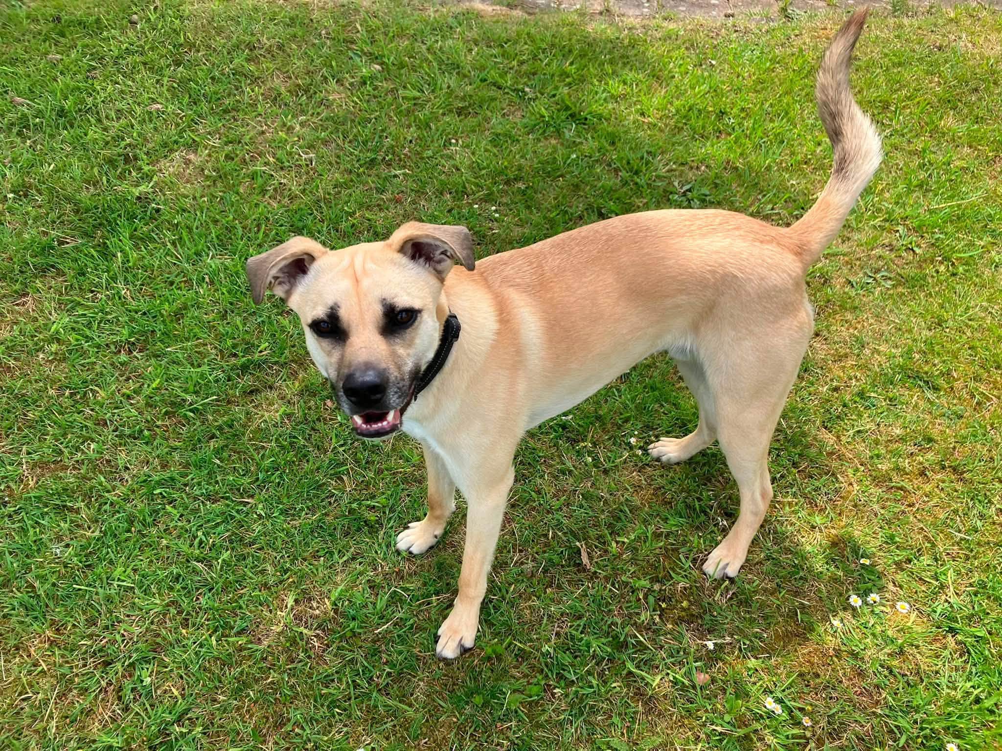 Rocco - Image 5