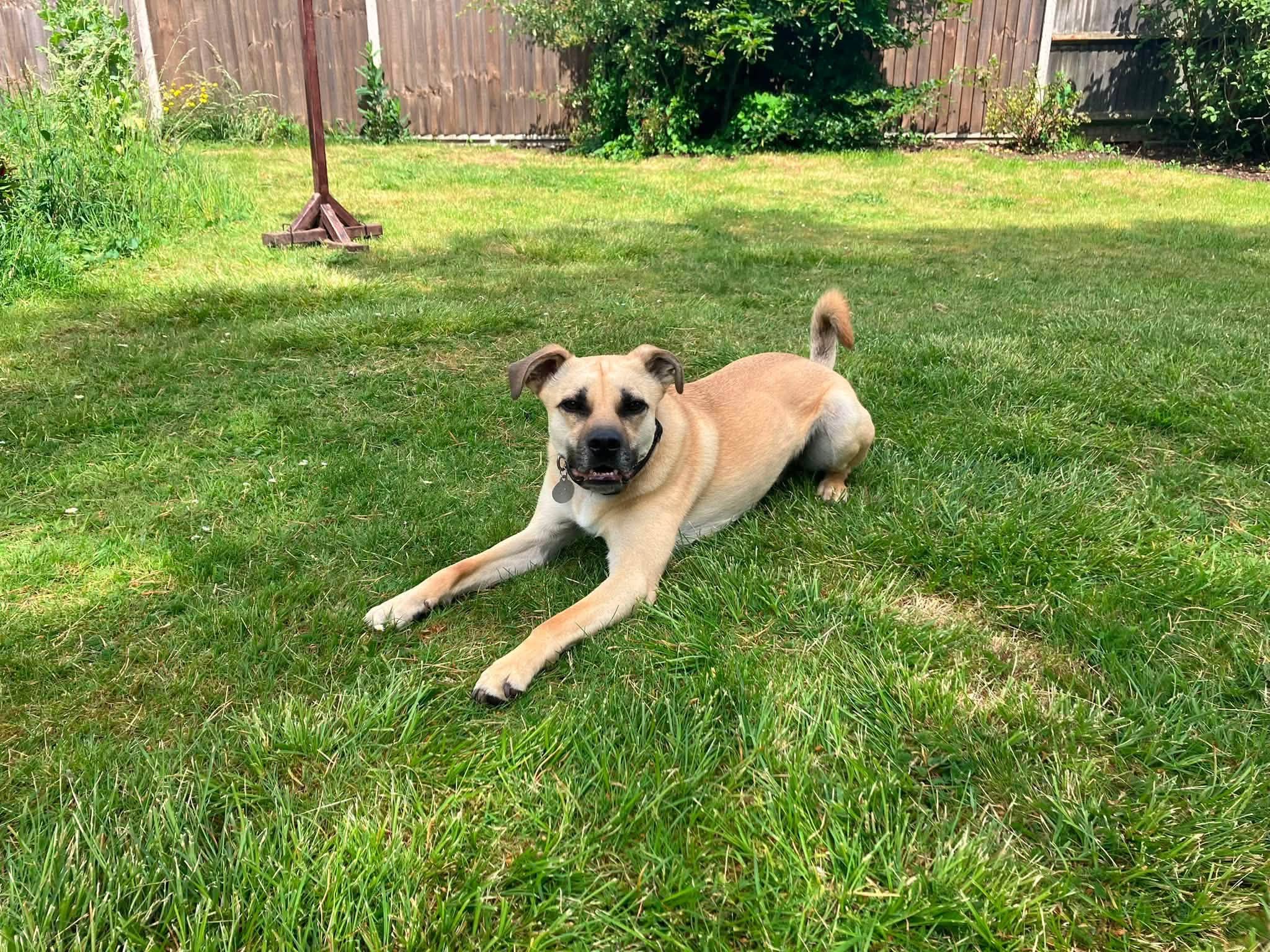 Rocco - Image 4