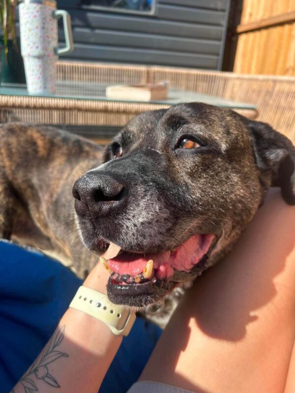 Boris, a 11 years old male Crossbreed available for adoption from Safe Rescue For Dogs in Norfolk