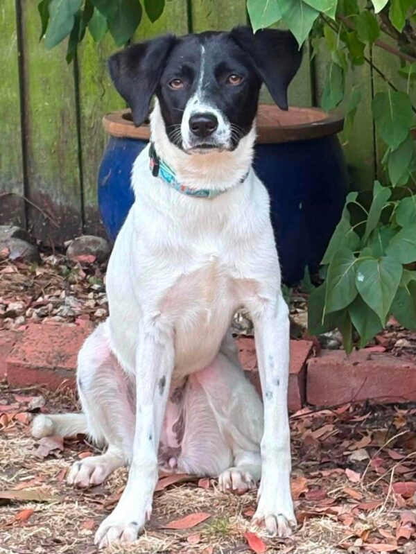 Bruna, a 9 months old female Crossbreed available for adoption from Safe Rescue For Dogs in Norfolk