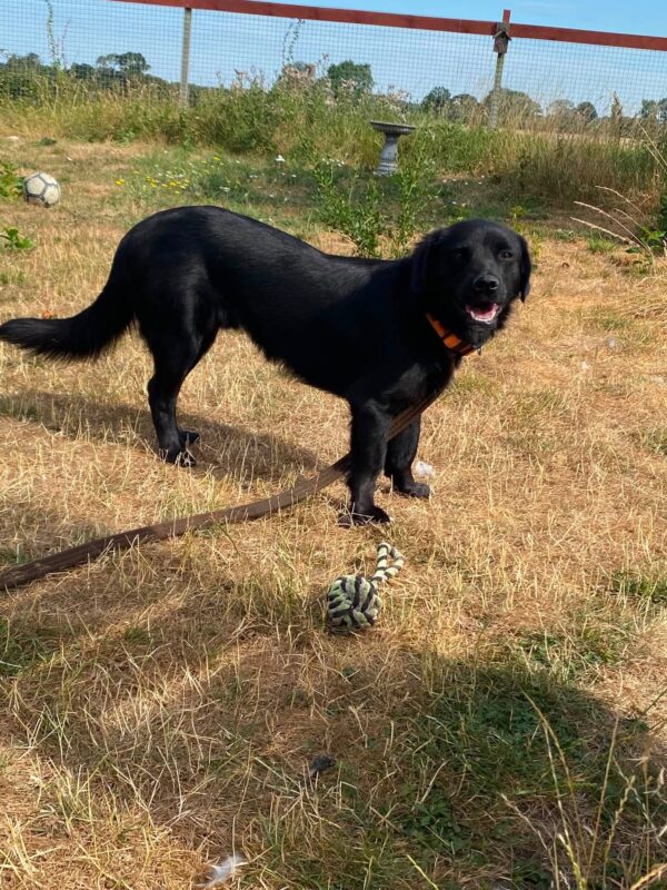 Denzel, a 3 years old male Pembroke Welsh Corgi X Cocker Spaniel available for adoption from Safe Rescue For Dogs in Norfolk