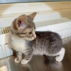 Muffin - available September