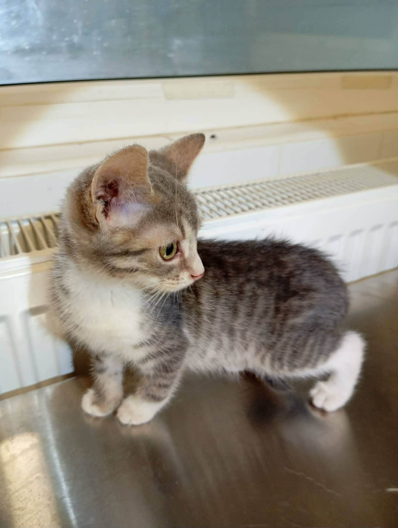 Muffin - available September