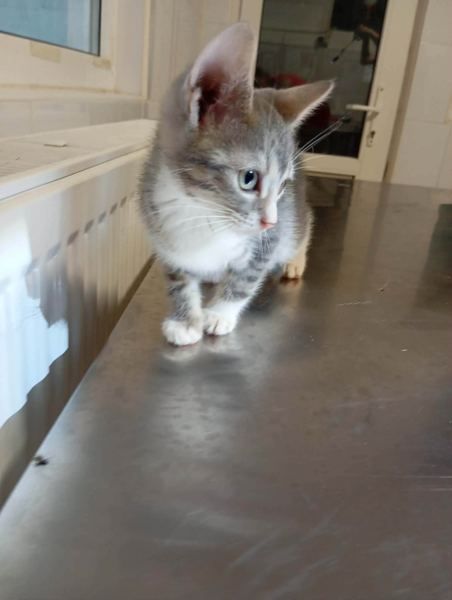 Muffin - available September - Image 6