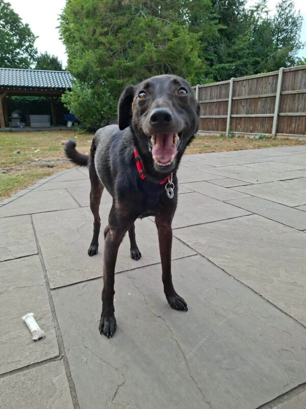 Olive, a 6 months old female Italian Greyhound X Whippet available for adoption from Safe Rescue For Dogs in Norfolk