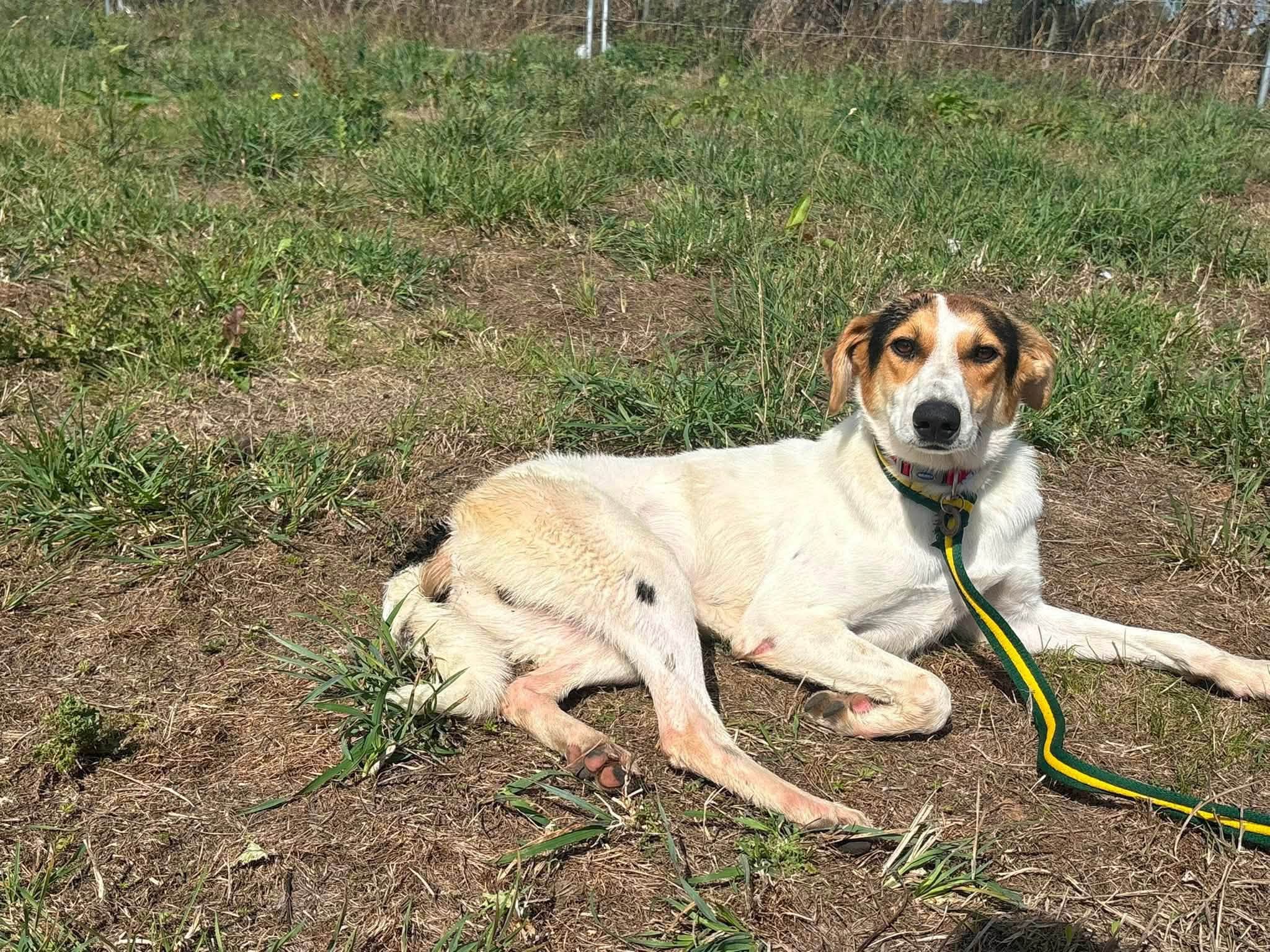 Rosco - Image 3