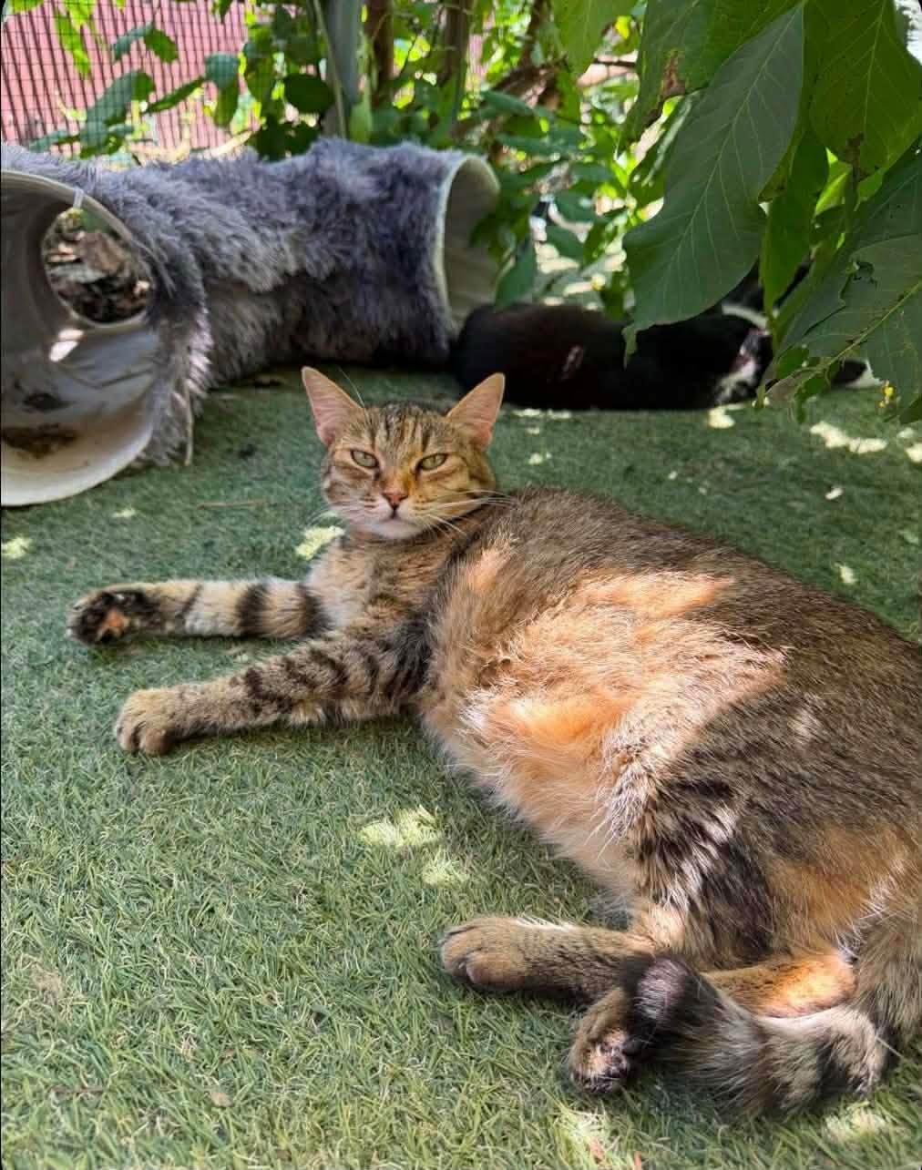 Lala