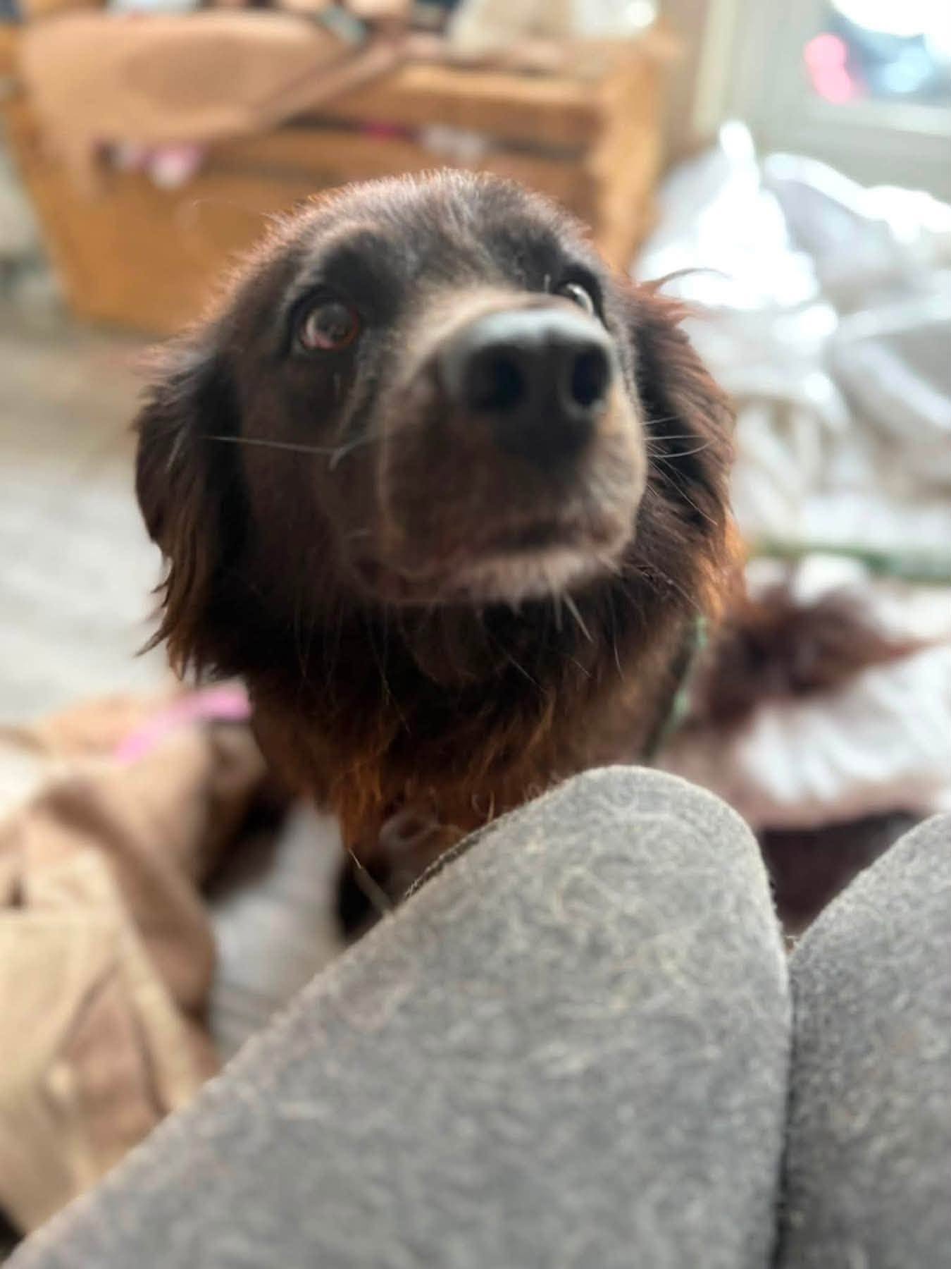 Pippa - Image 5