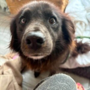 Pippa
