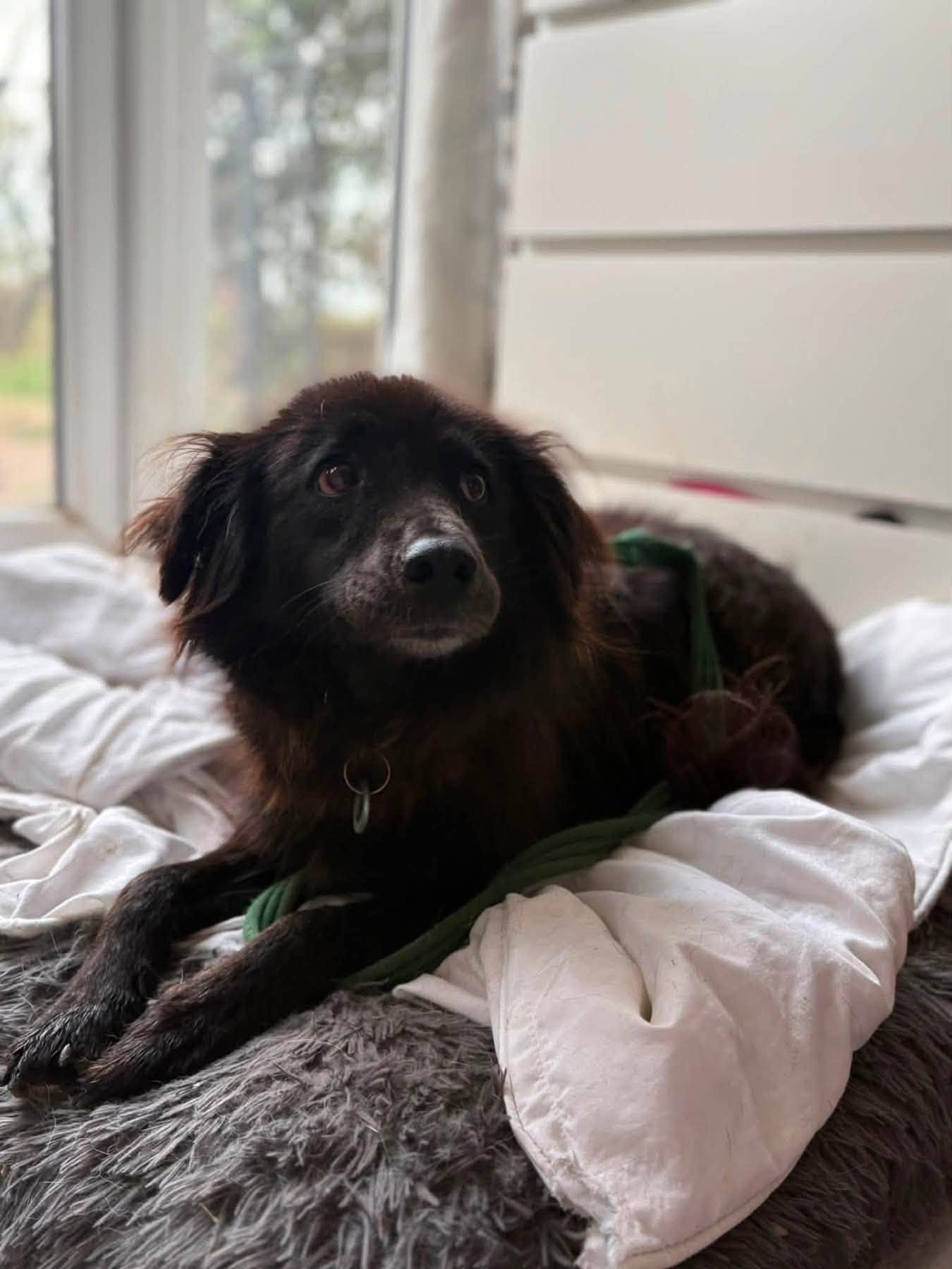 Pippa - Image 6