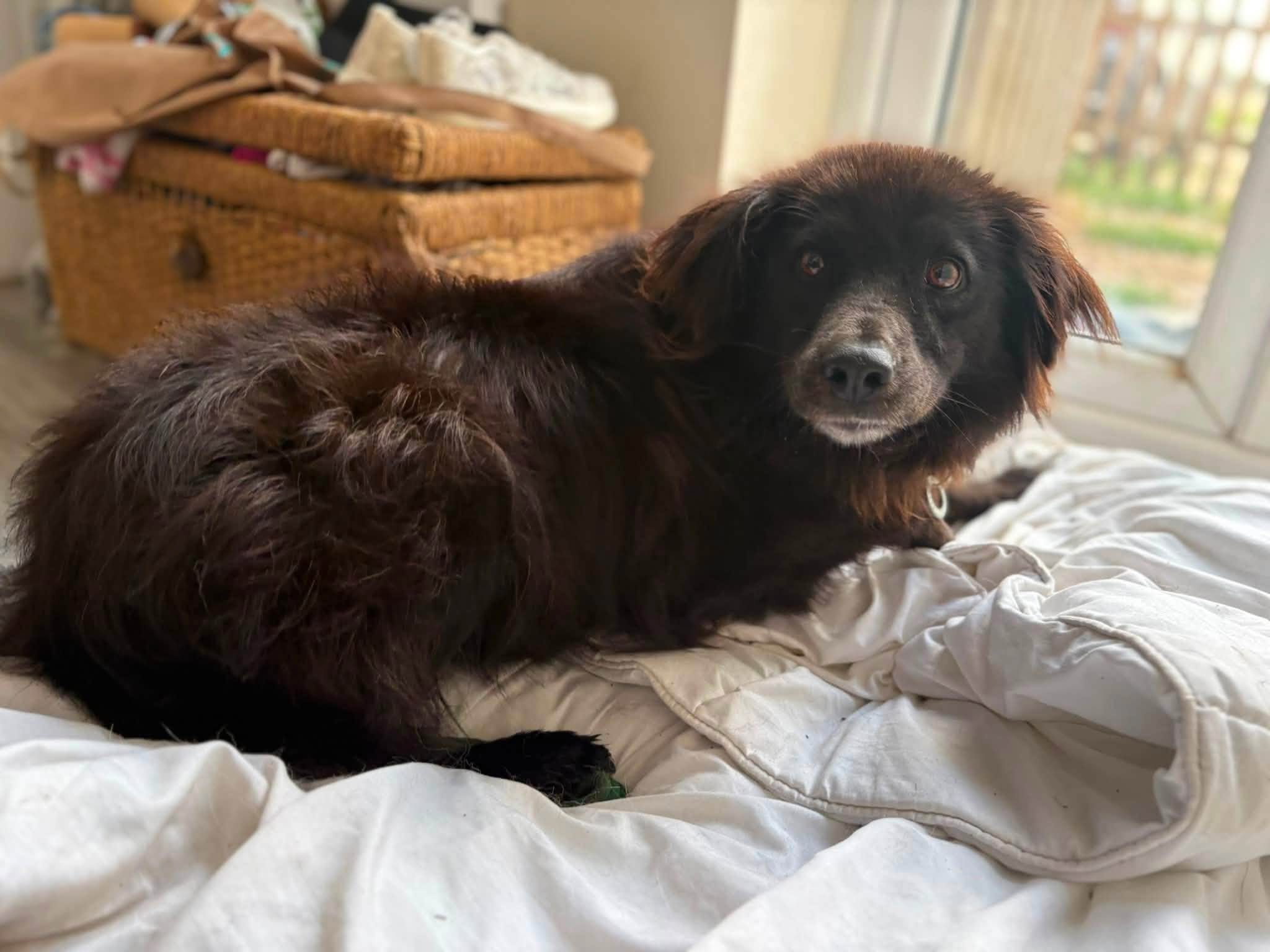 Pippa - Image 7