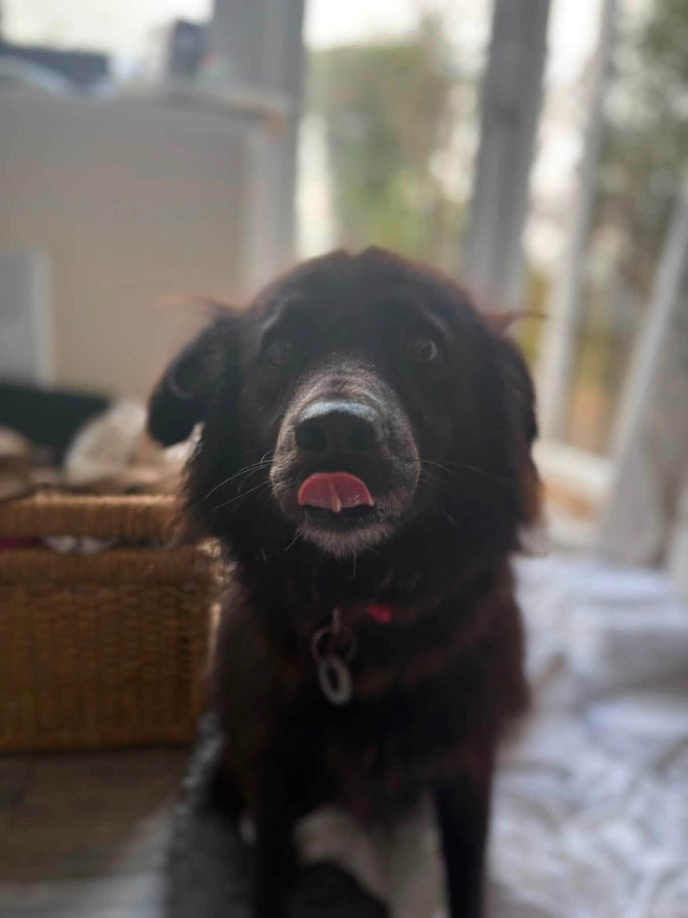 Pippa - Image 8
