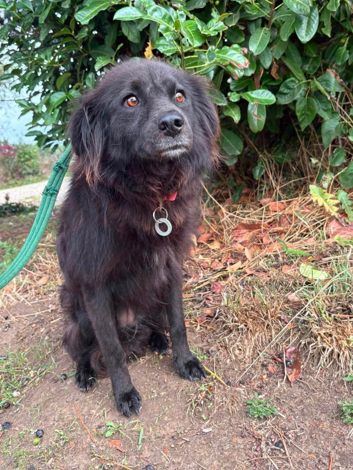 Pippa - Image 4