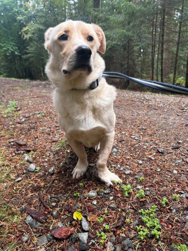 Harvey, a 7 years old male Labrador X Pembroke Welsh Corgi available for adoption from Safe Rescue For Dogs in Norfolk
